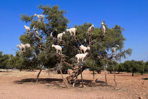 Argan Oil and the Tree Climbing Goats of Morocco
