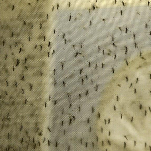 Zika Virus: How to Protect Yourself