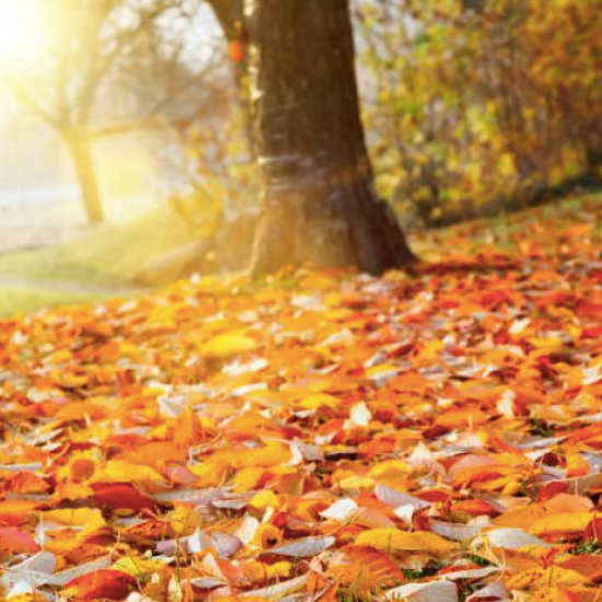 Expert Tips for Fighting Fall Allergies
